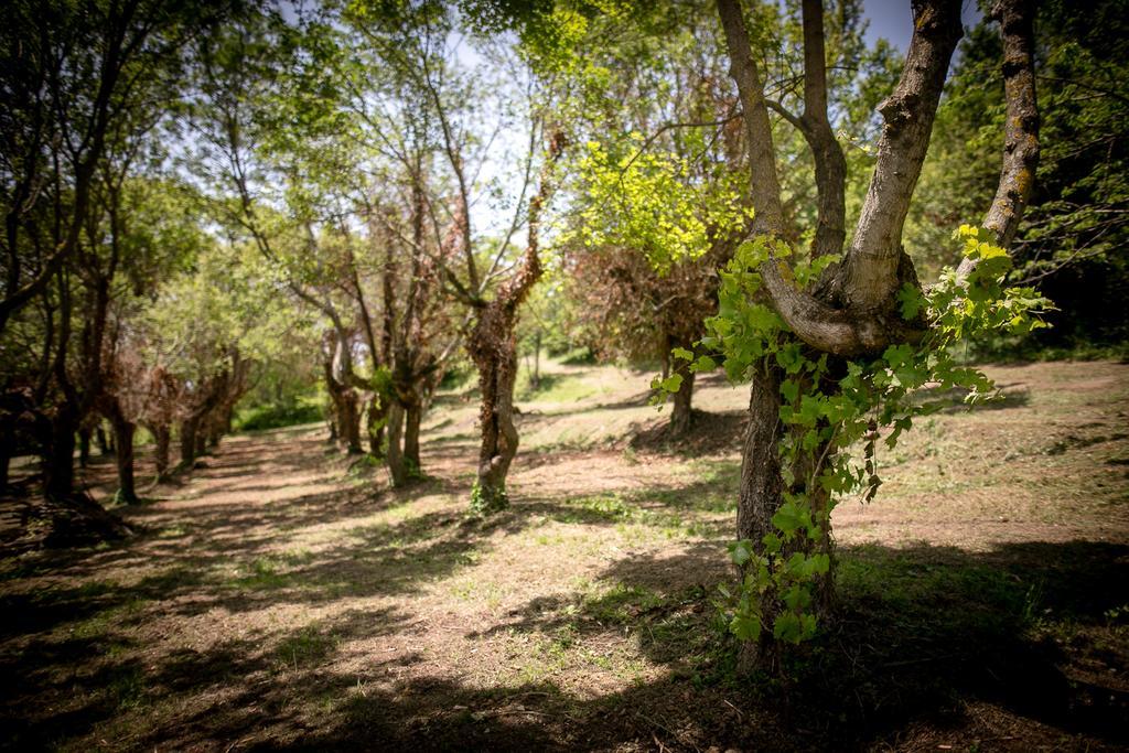Borgo Al Teto La Vite Lägenhet Castiglion Fiorentino Exteriör bild